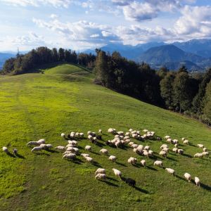 KMETIJSKA RABA OPUŠČENIH IN ZARAŠČENIH ZEMLJIŠČ 