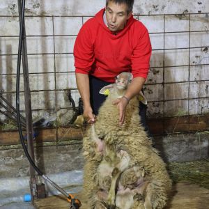 Od striženja ovac do sortiranja volne – znanje za boljšo izrabo naravne surovine