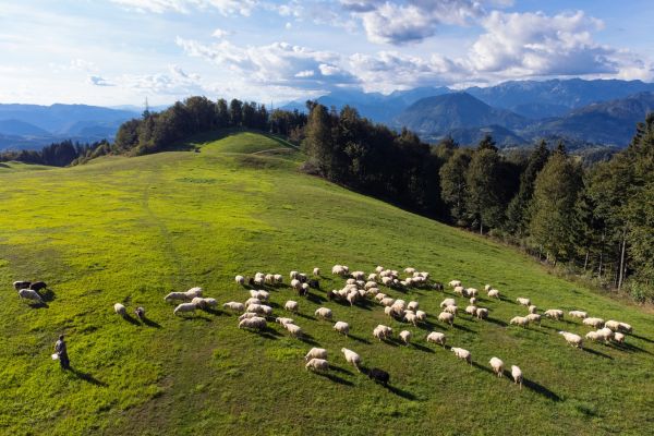 KMETIJSKA RABA OPUŠČENIH IN ZARAŠČENIH ZEMLJIŠČ 