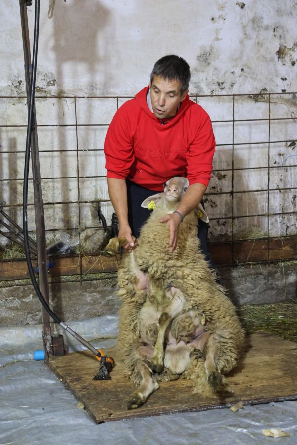 Od striženja ovac do sortiranja volne – znanje za boljšo izrabo naravne surovine
